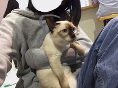 -Heymao猫咖.咖啡厅(东门店)