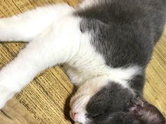 -李小姐の猫咖啡馆(五角场店)
