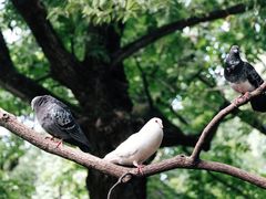 -西园寺