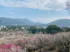 -香雪海