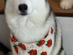 -星多哈·狗咖·拼豆·咖啡