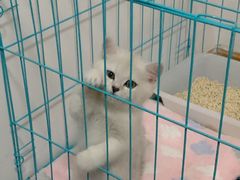 -喵zoo家庭繁育猫舍(尖东智能花园店)