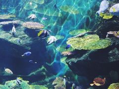 -暹罗海洋世界