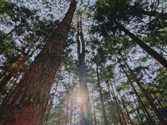 -重庆睡佛山森林公园