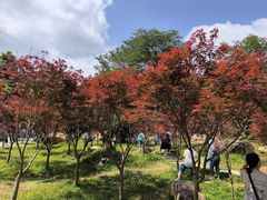 -广州市帽峰山景区