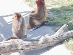 -西霞口神雕山野生动物世界