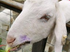 -前小桔亲子创意农场·草莓采摘·露营烧烤