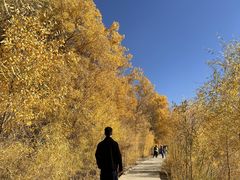 -金塔沙漠胡杨林景区