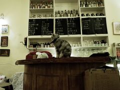 -猫色咖啡·猫咖