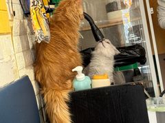 -平行世界·猫咖(首经贸店)