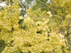 -重庆市江北嘴中央商务区中央公园