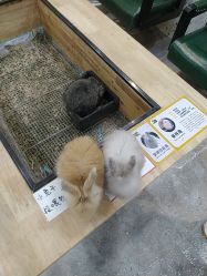 -神奇动物撸宠馆·羊驼·小浣熊·异宠(豫园店)
