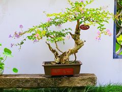 -上海醉白池公园