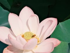 -重元寺香积厨素斋馆