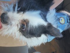 -帕帕拉兹宠物(亚洲旗舰店)