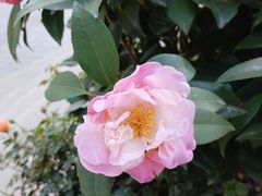 -美罗城