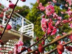 -花开海上生态园