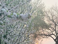-海棠花溪(元大都城垣遗址公园)