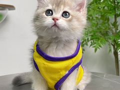 -lincat·猫舍(广州店)