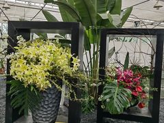 -上海鲜花港