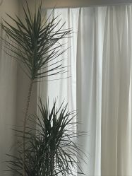 -张小野·专业半永久纹眉