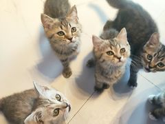 -我爱猫咪·猫咖·狗咖·安哥拉兔·羊驼咖(小寨华旗店)