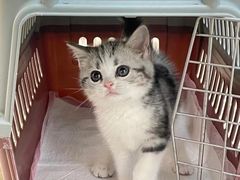 -lincat·猫舍(广州店)