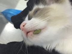 -喵的天空名猫咖啡馆·撸猫·猫舍·用品
