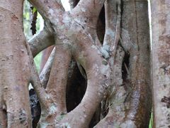 -中国科学院西双版纳热带植物园