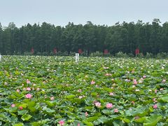 -渌洋湖湿地公园