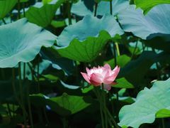 -莫愁湖公园
