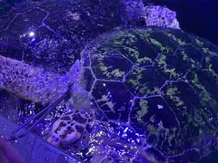 -海合安武汉极地海洋公园