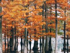 -白鹭湾湿地公园