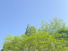 -合肥滨湖国家森林公园