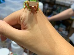 -酷以爬仙阁实体爬宠店·守宫·蜥蜴·专业繁育