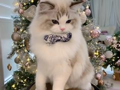 -霸王茶姬(大学城熙街店)