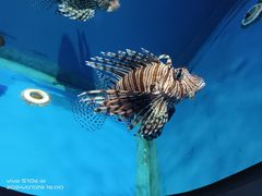 -海合安武汉极地海洋公园