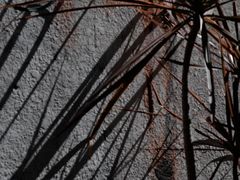 -素咫咖啡CLIFEROSE