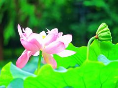 -陈家山荷花公园