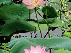-荔湾湖公园