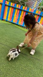 -萌宠亲子动物乐园(槐房万达店)