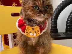 -北京观赏动物医院·24小时大型综合·猫专科·异宠专科