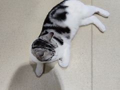 -藏猫猫咖啡主题馆(中央大道店)