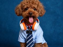-伟伟宠物医院·CT影像中心·瑞派犬猫综合性门诊(汉口总院)