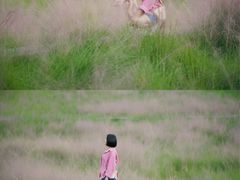 -王借岗森林公园