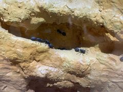 -上海昆虫博物馆