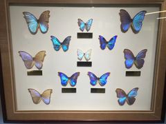 -上海昆虫博物馆