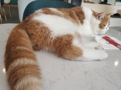 -飞行喵MR PILOT|猫舍·猫咖(静安大融城店)