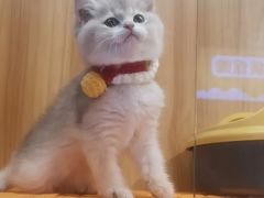 -欣宠猫屋·矮脚拿破仑·蓝金金渐层