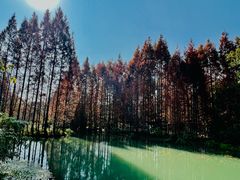 -桤木河湿地公园